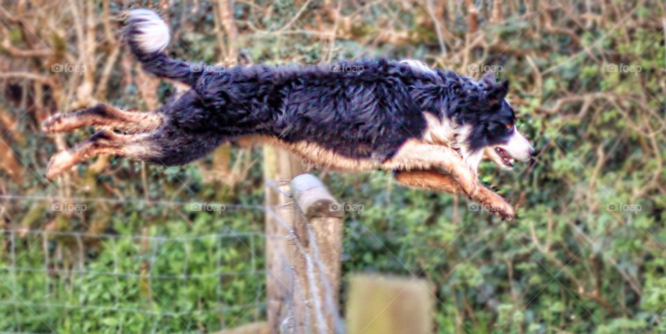 Flying Collie