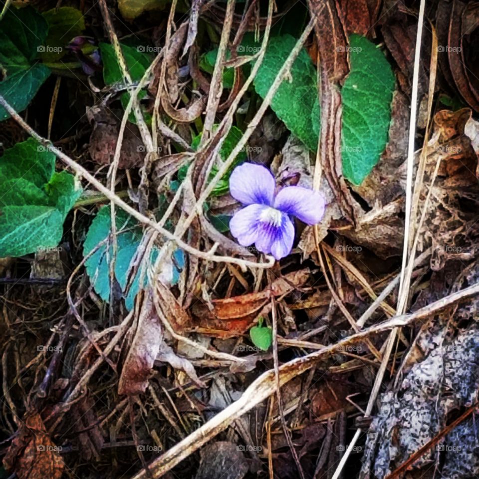 Wild Violet