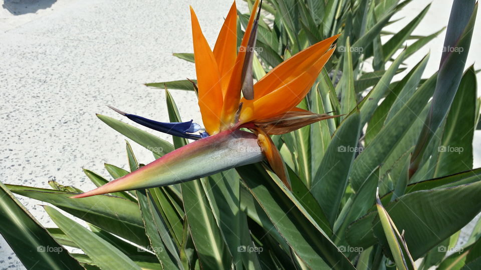 Bird of Paradise