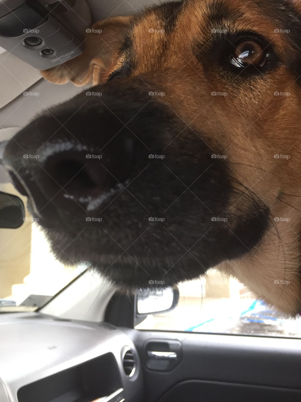 Dog doesn't want vet today. My dog doesn't want to go to the vet today