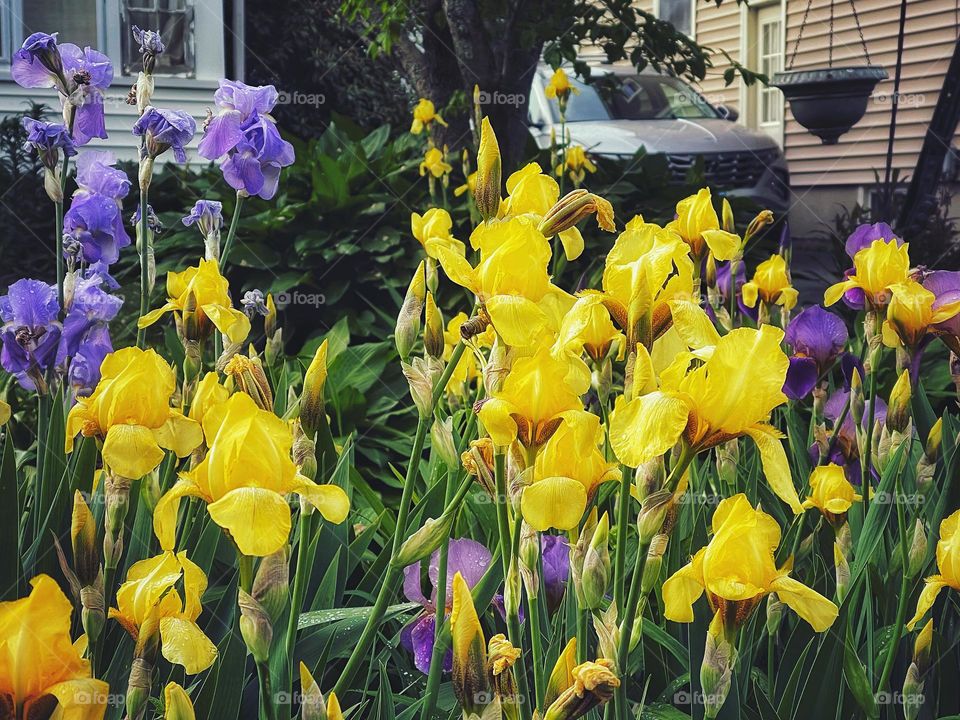 Yellow and purple irises 