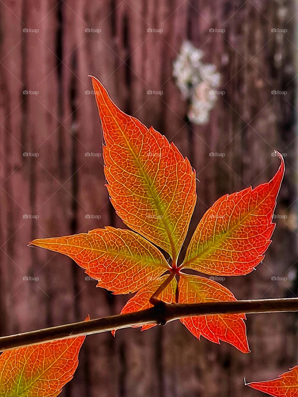 The warm colors of autumn