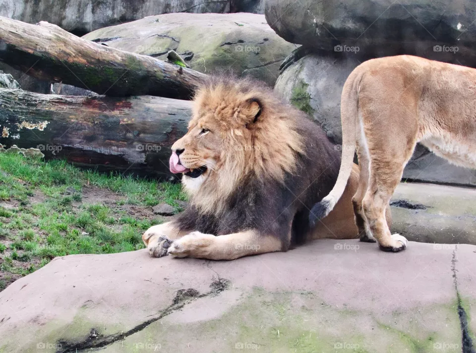 Lions
