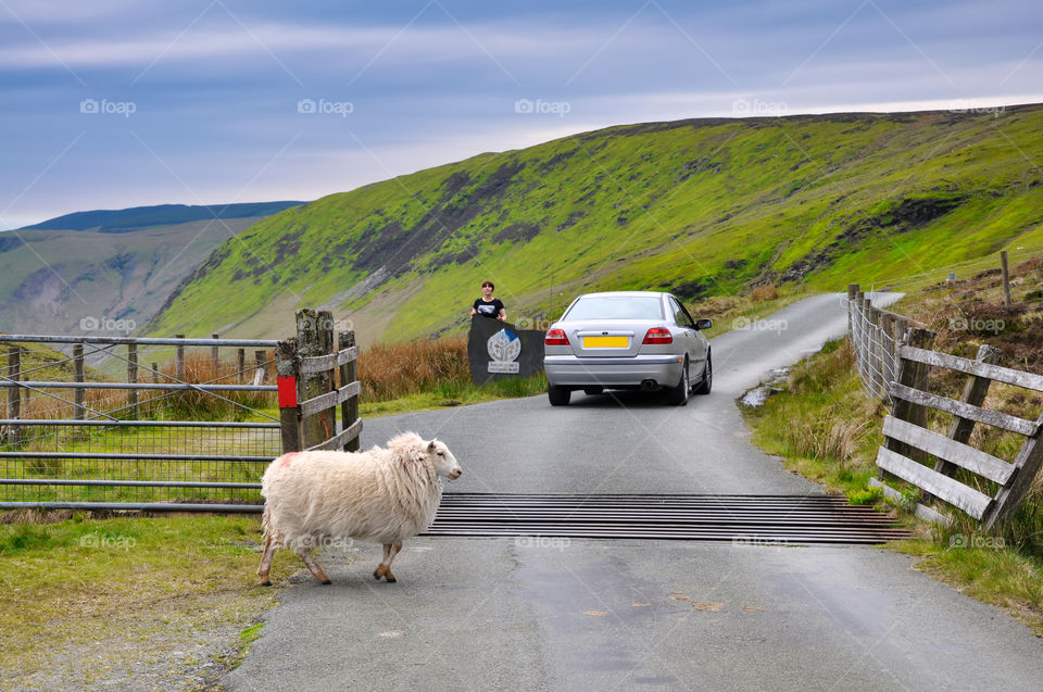 Sheep guarding gateway to Snowdonia National Park. Wales. UK.