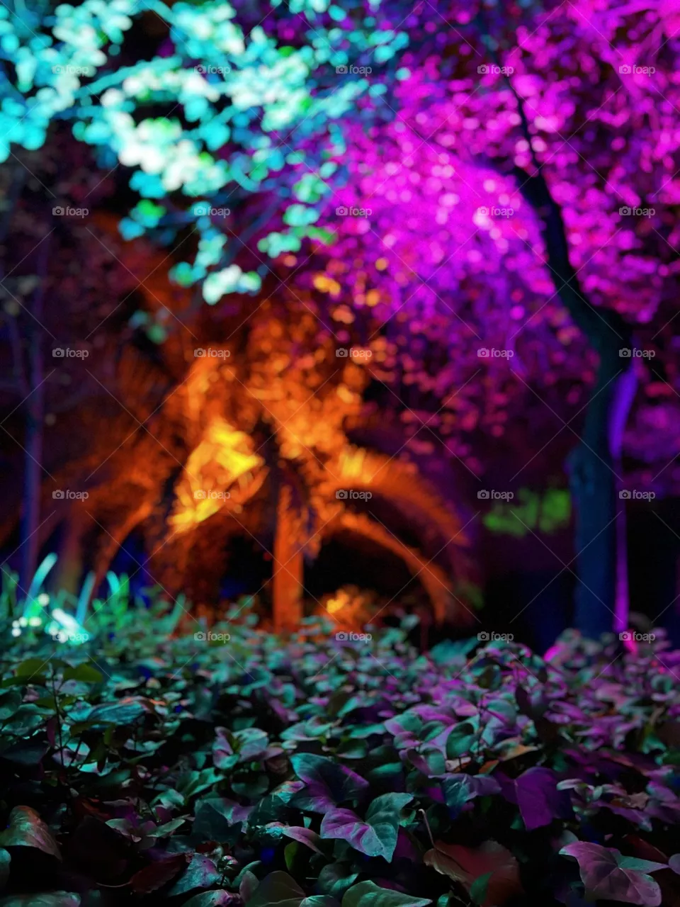 Bosque