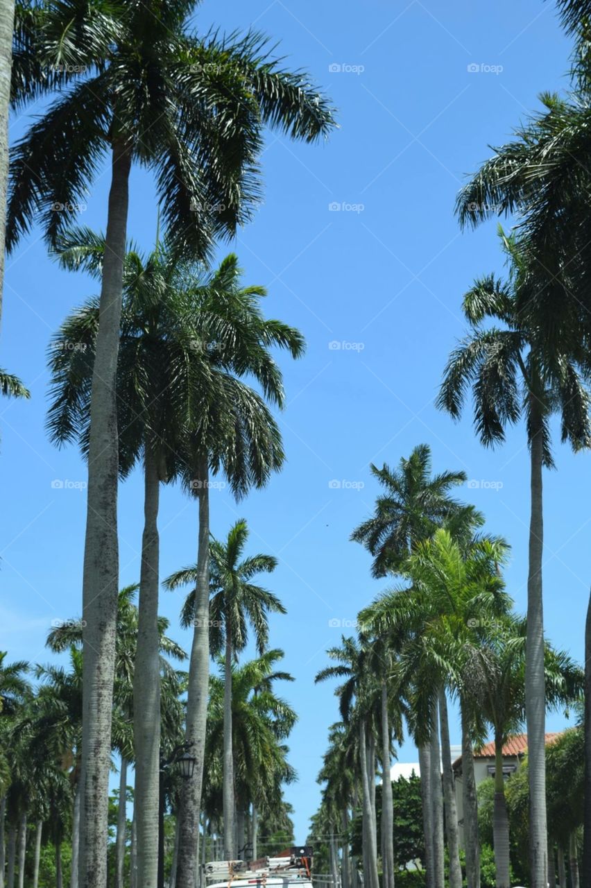 Palm Trees Florida 