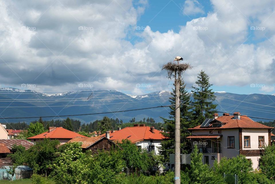 Birds in Motion, Stork