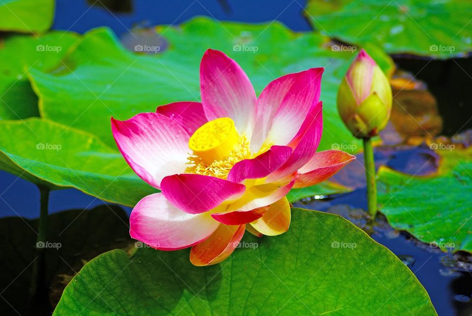 Close-up of pink lotus