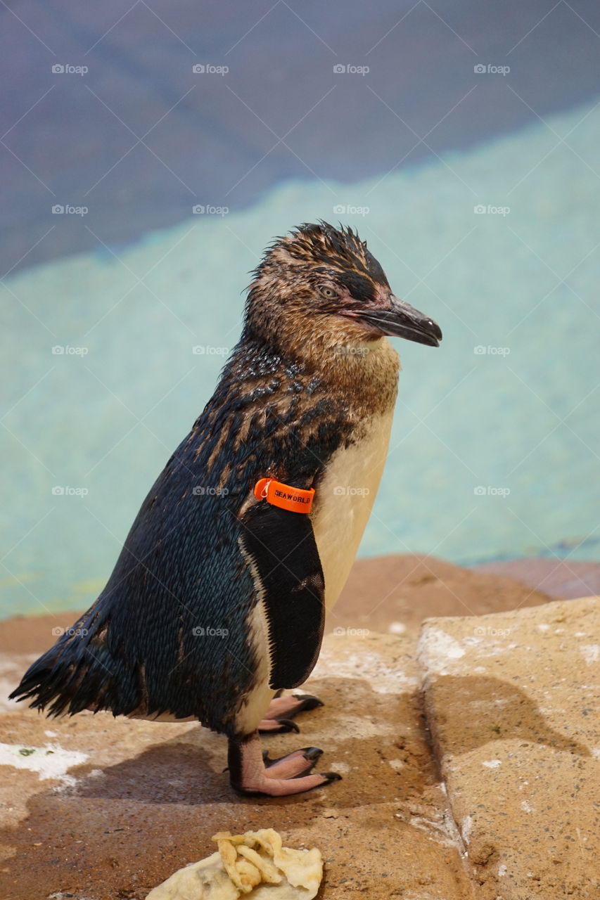 Fairly penguin