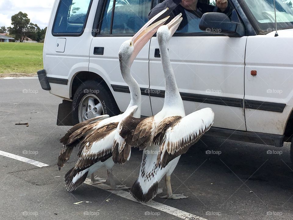 Two Pelicans looking for food handouts from people in car