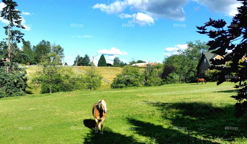 My View. This gorgeous field & creature are my view from the bedroom where I'm housesitting in Boring, Oregon.