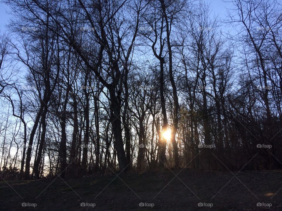 The sun sets behind bare trees in a spring-like, late winter afternoon.
