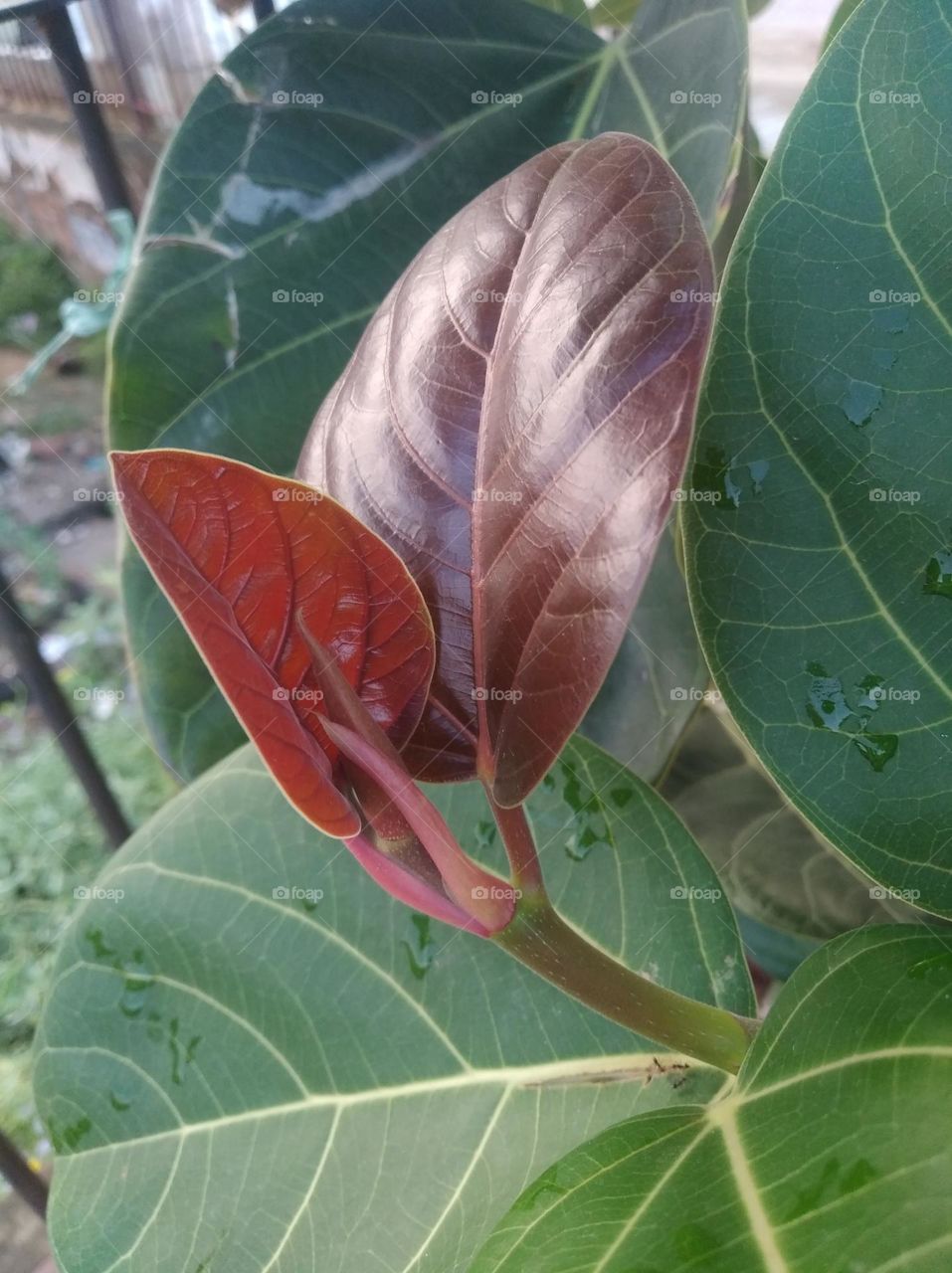 growing leaves brown colour small size looks very beautiful generally found everywhere