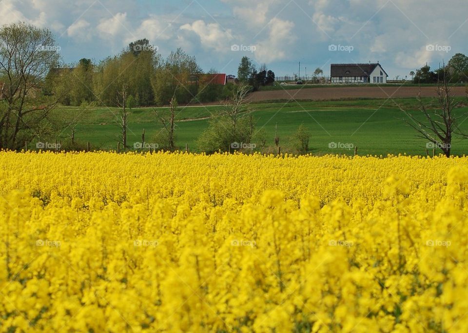 Rapeseed flowering 