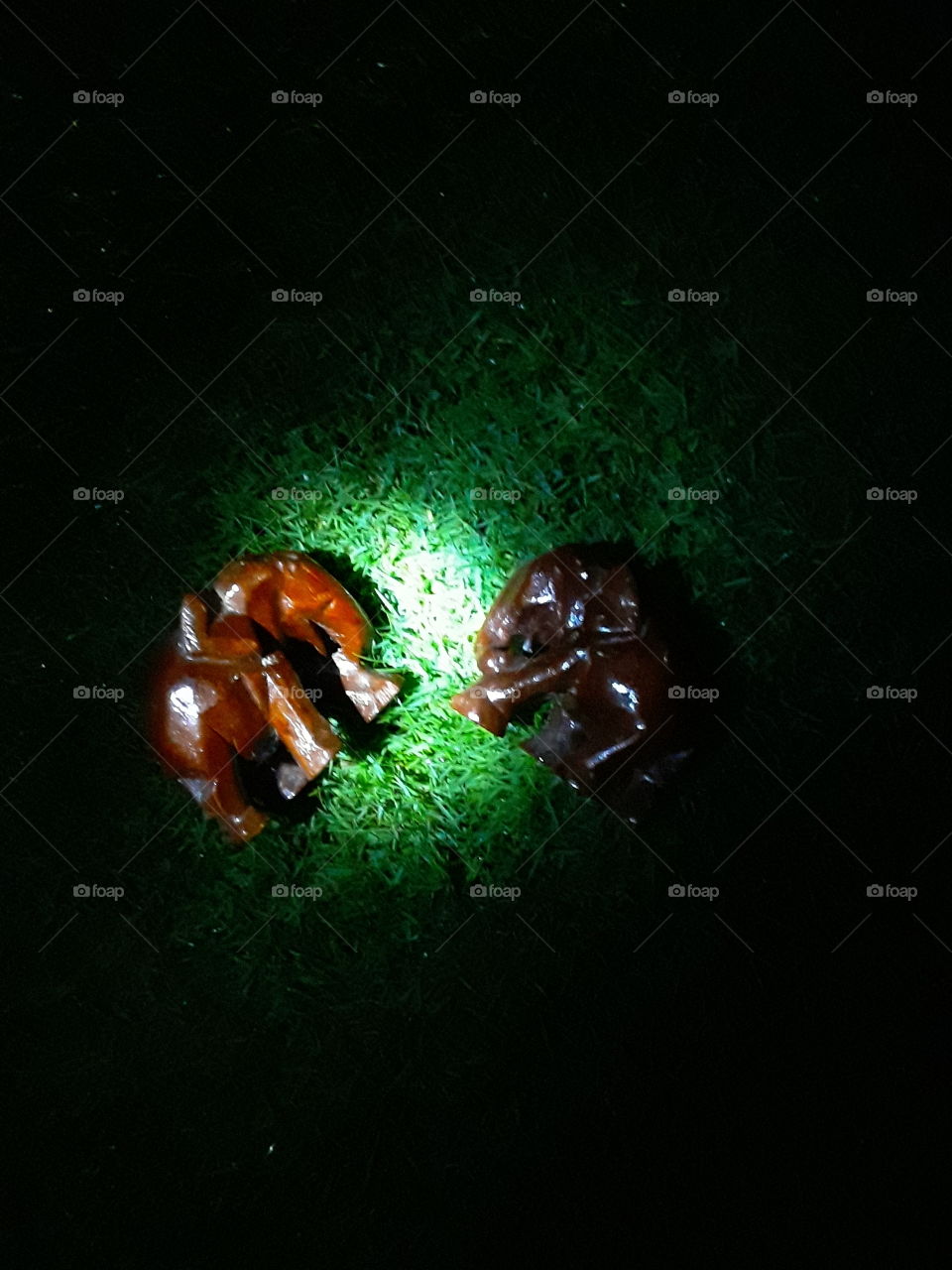 elephant, elephants are mammals of the family elephantidae and the largest existing land animals. they are highly intelligent animals with complex emotional feelings compassion and self awareness