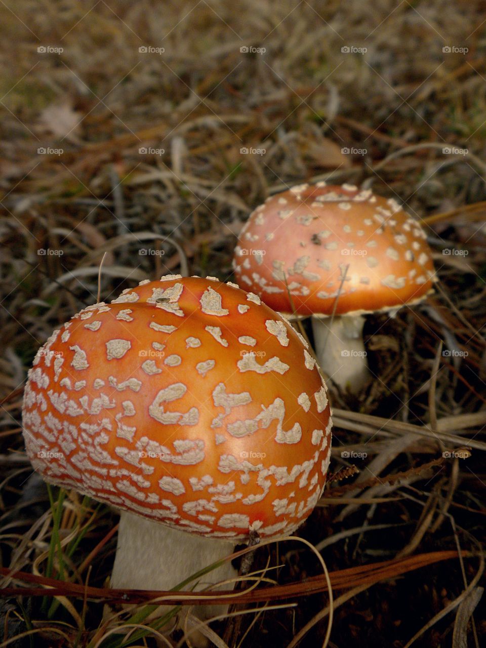 orange fungus