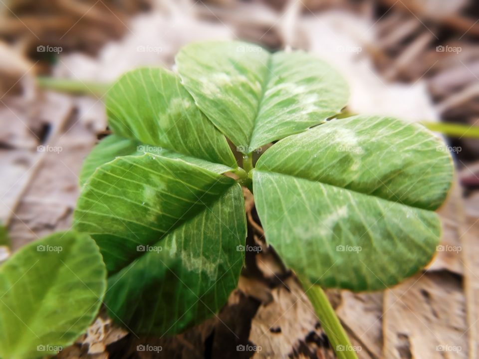 Macro Four leaf clover