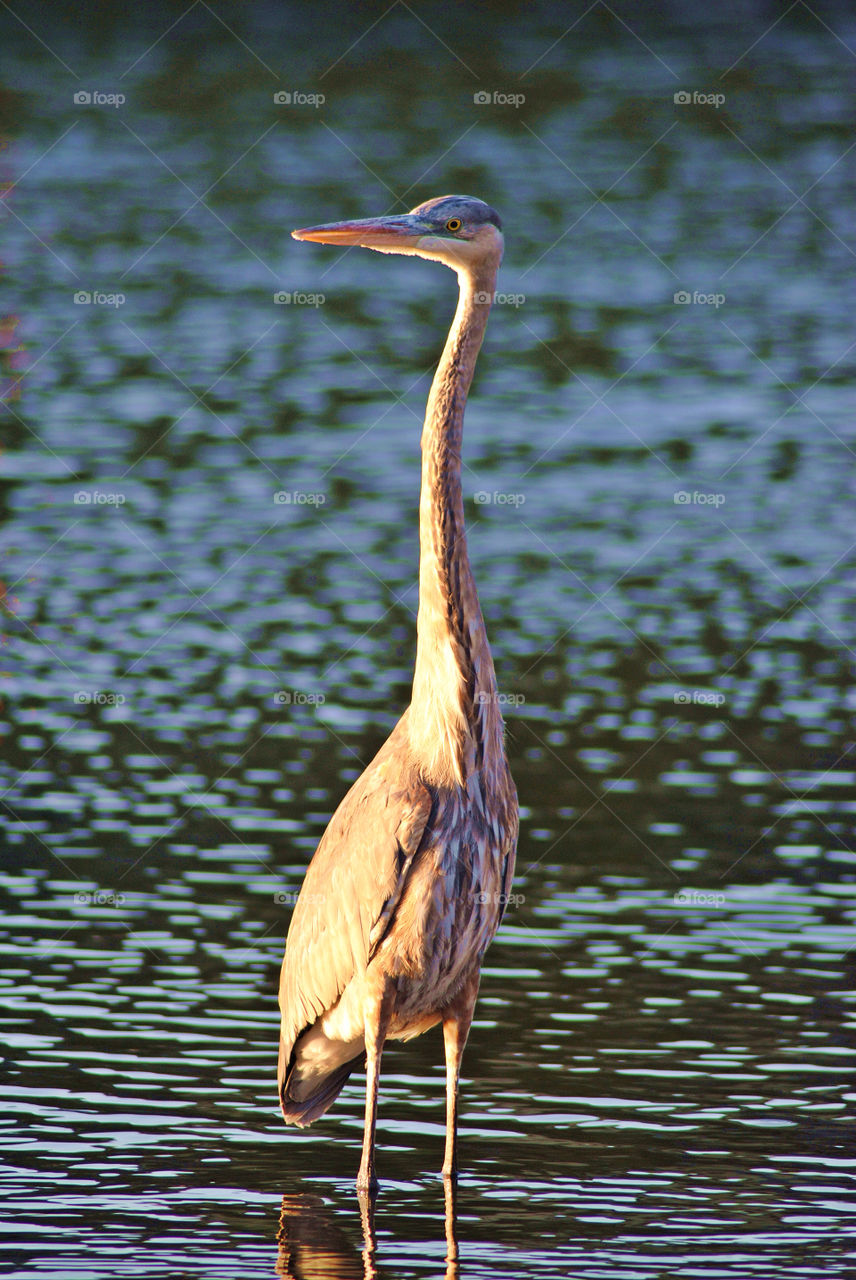 Blue heron