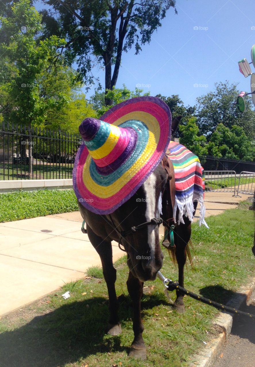 Mexican dressed horse