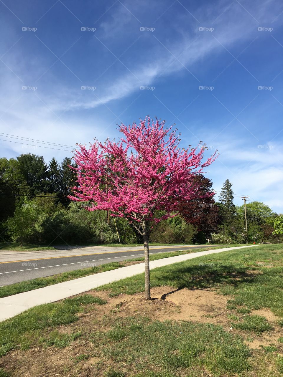 Pink Redbud in Connecticut