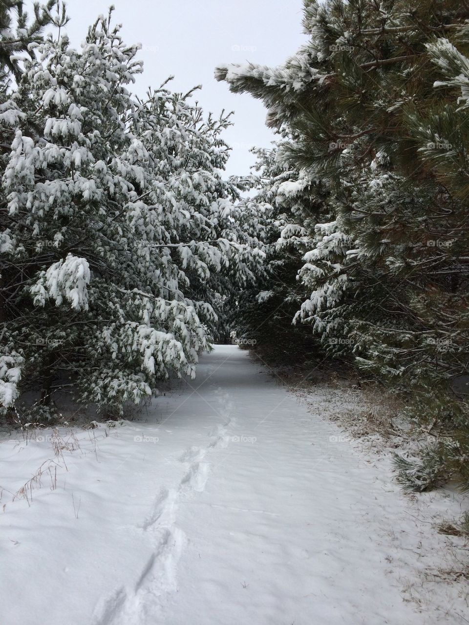 Winter Trail