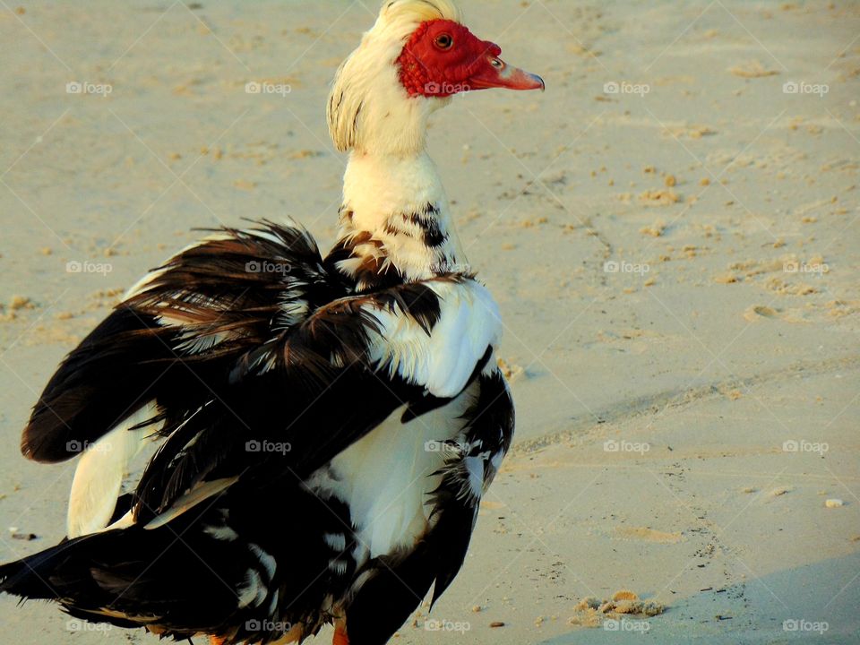 A Muscovy Duck. What a wonderfully unique duck. Again this photo does not do justice for this duck, but you can still tell what it is!!.........This was at a tiny beach like area at a resort. It acted like it owned the place!!ππ
