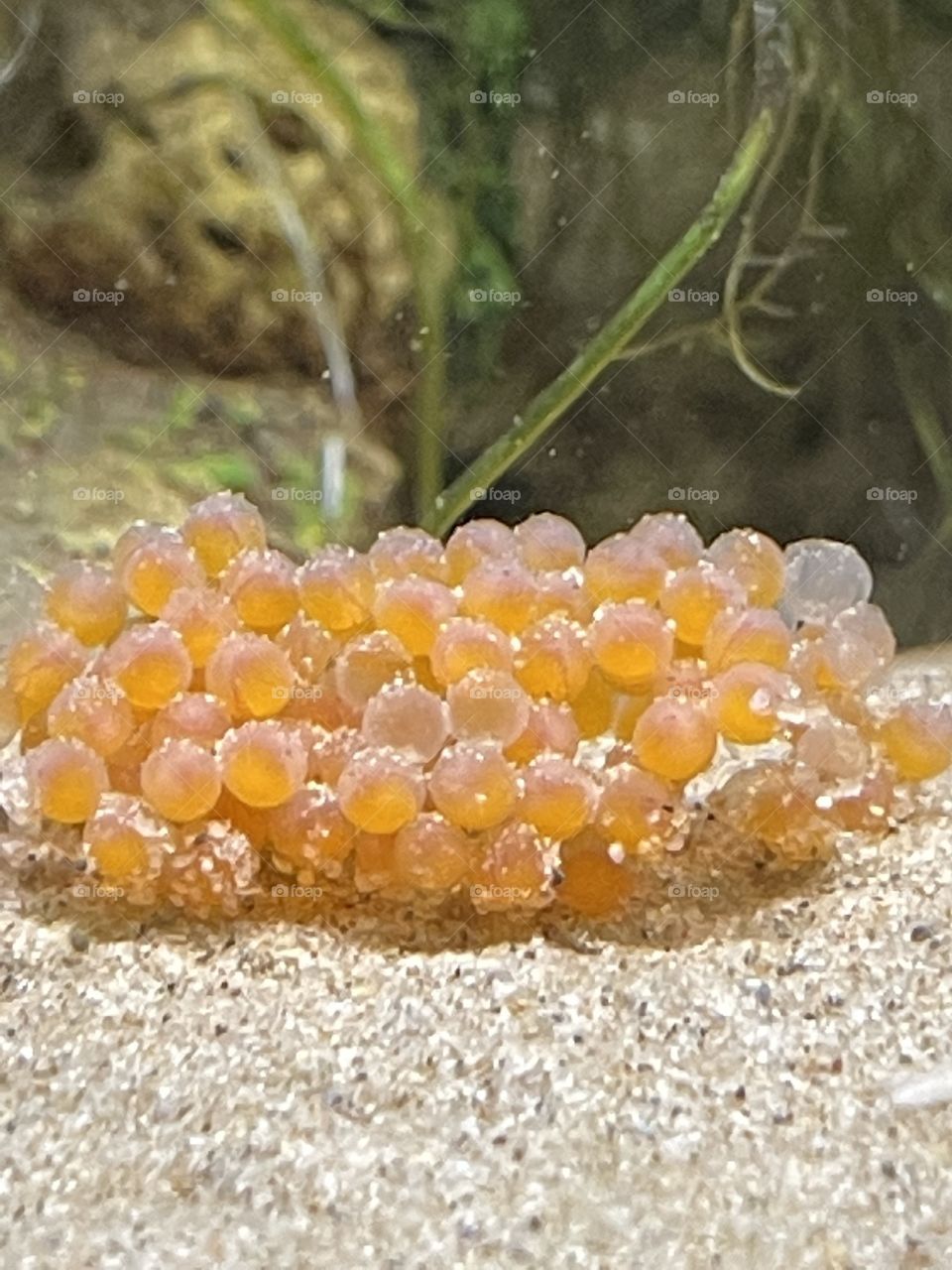 Ancistrus fish eggs offspring 