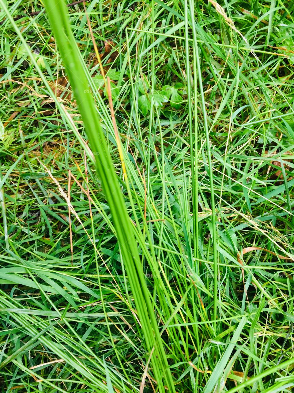Grass close up