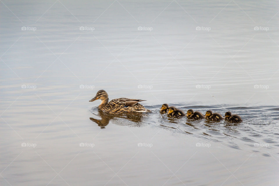 Bird, Duck, Water, Lake, Wildlife