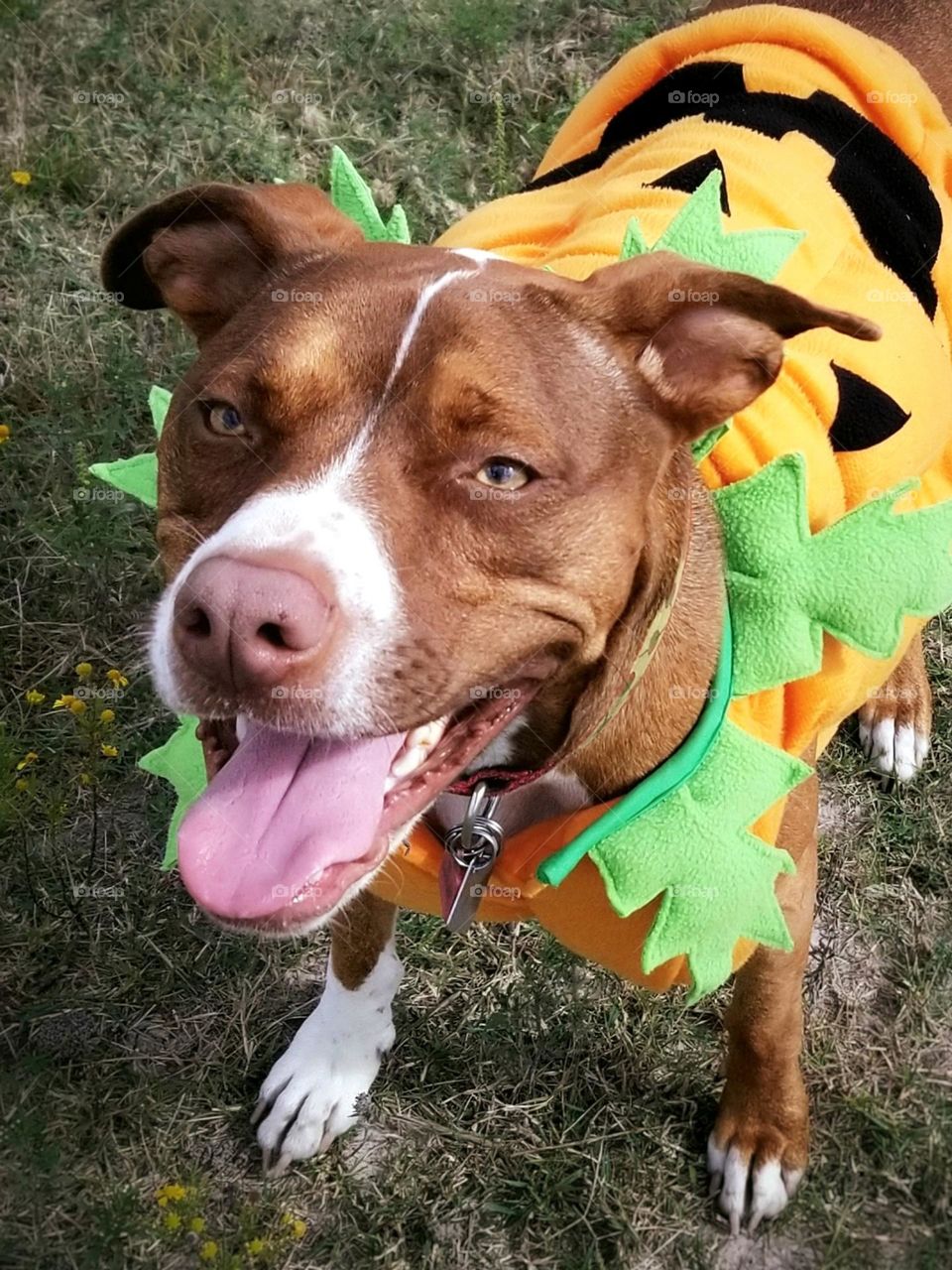 Happy Pumpkin Dog