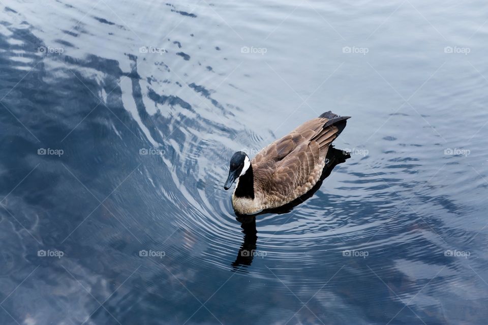 Canadian goose on the water