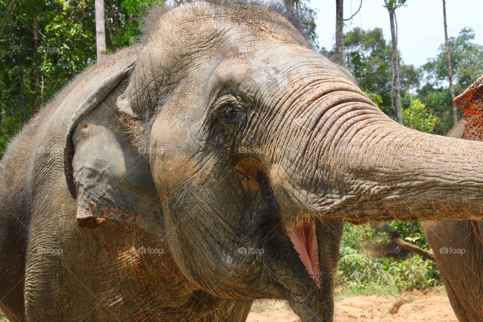 Vietnam - Elephant