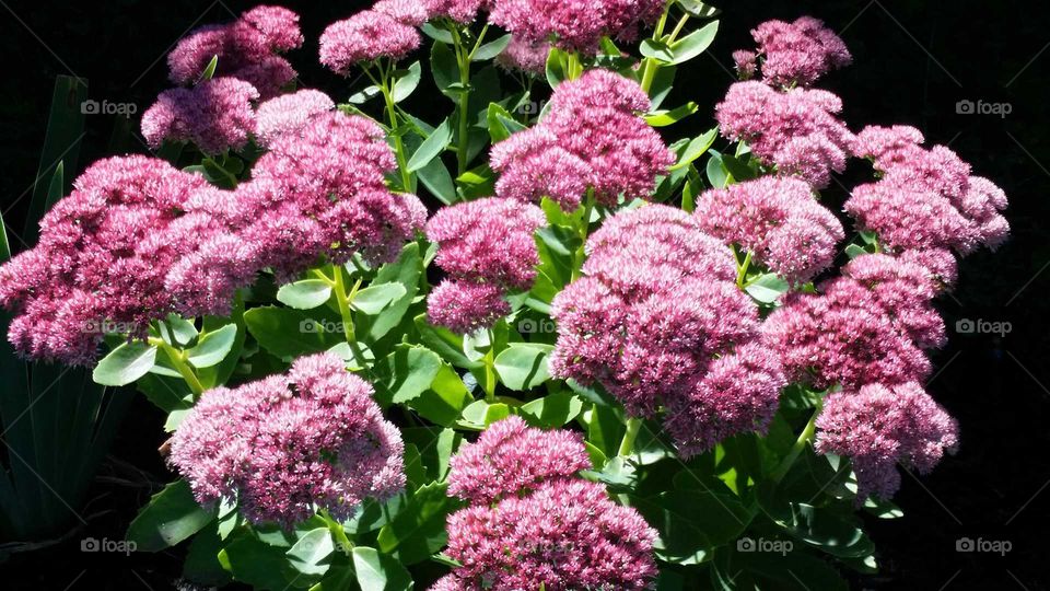 sedum