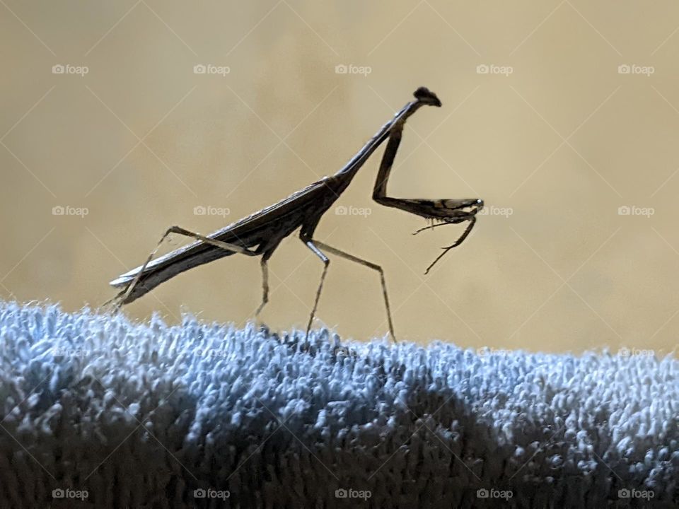 praying mantis