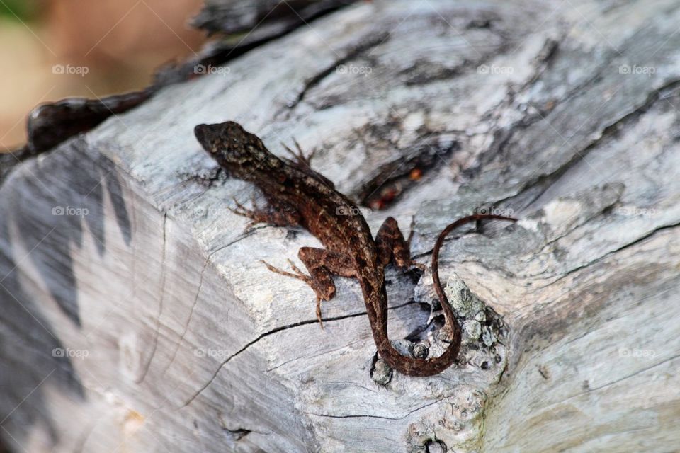 Lizard on a log