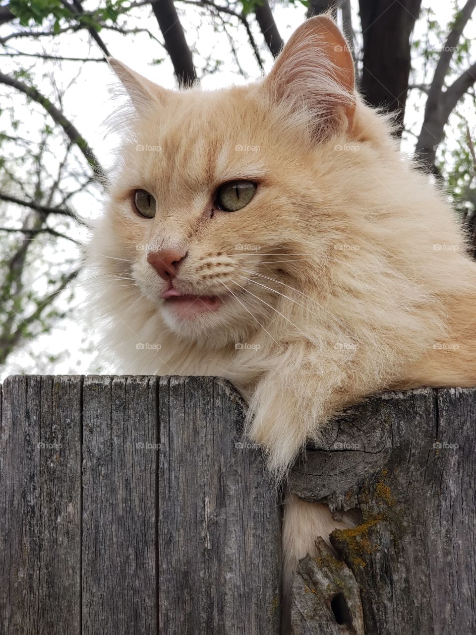 fluffy cat sitting on a fence