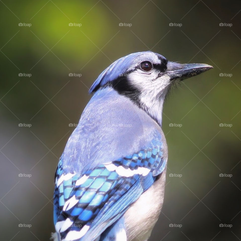 Blue Jay Portrait 