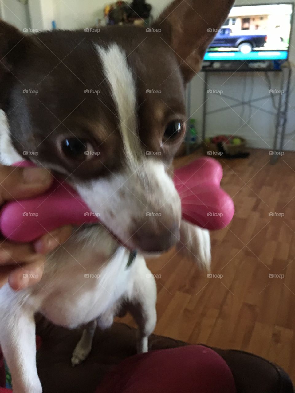 Cool day Playing with his rubber bone. Fill it up with peanut butter please!!!!!