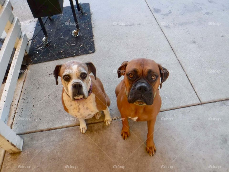 Two Cute Boxer Dogs