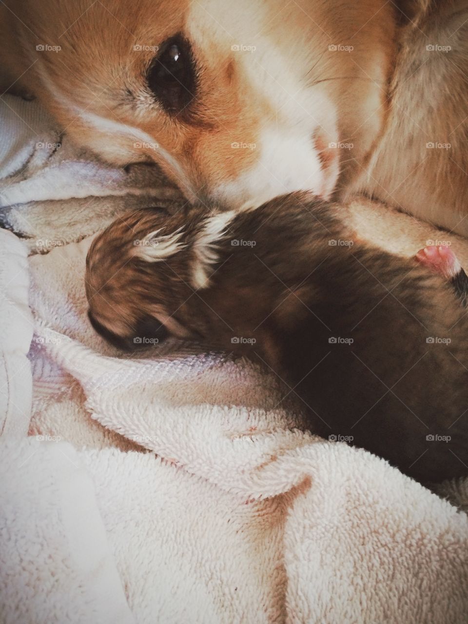 Newborn puppy. Welsh corgi dogs