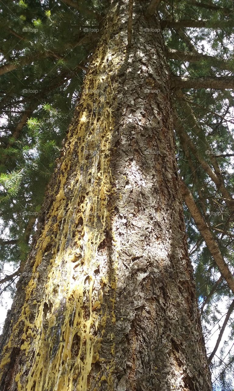 Pine tree resin