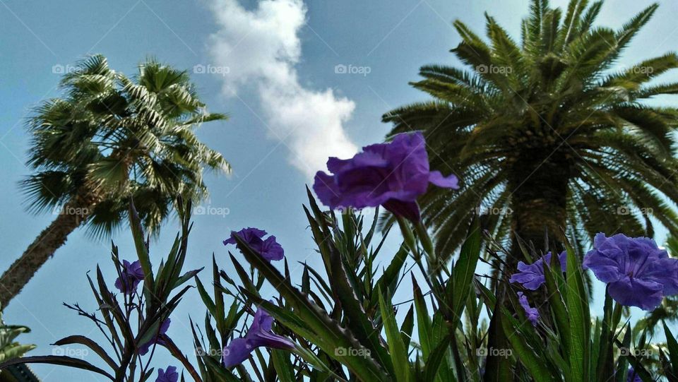 Beautiful purple flower