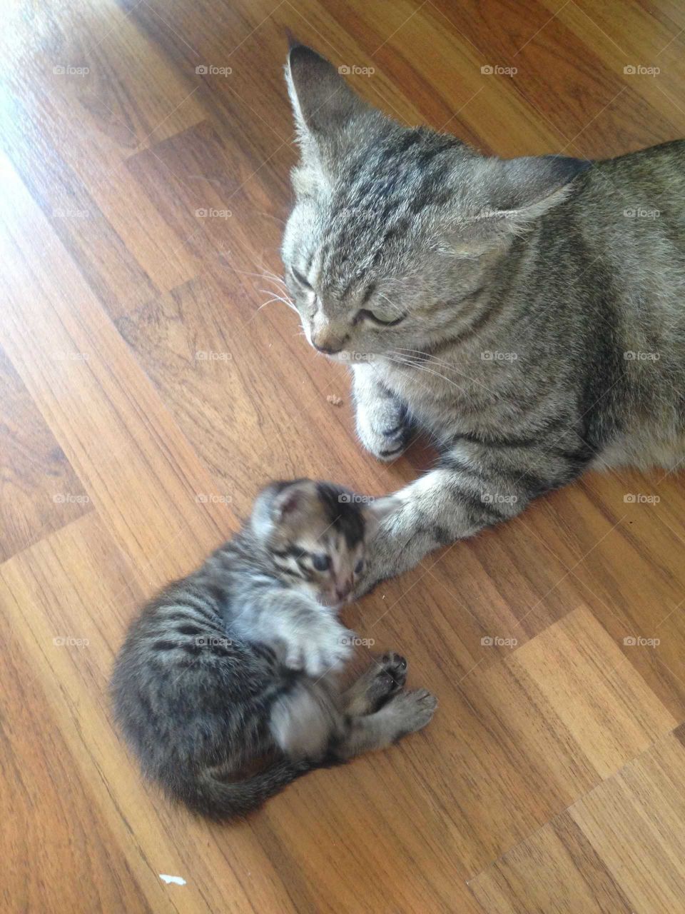 Lovely cat and kitten