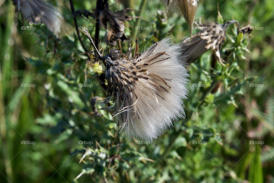 Fluffy Wildflower gone to seed with greenery in the background 