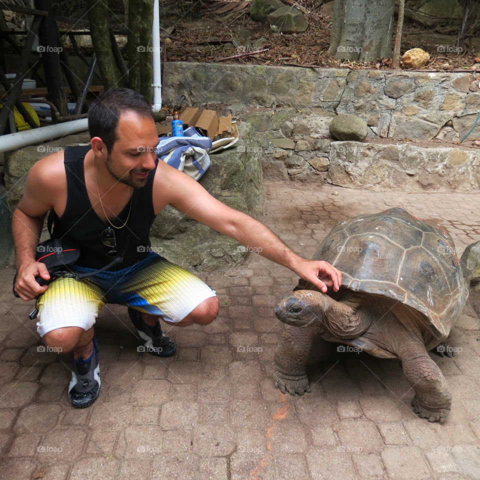 Tortue aux Seychelles 