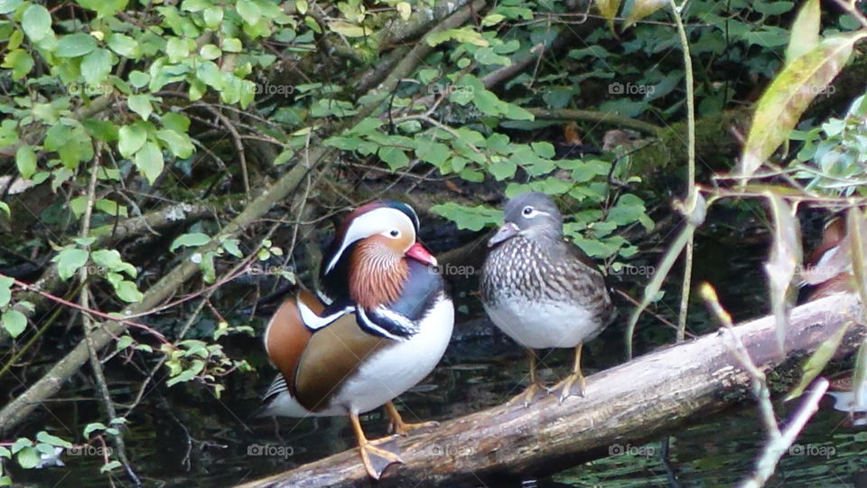 Mandarin ducks