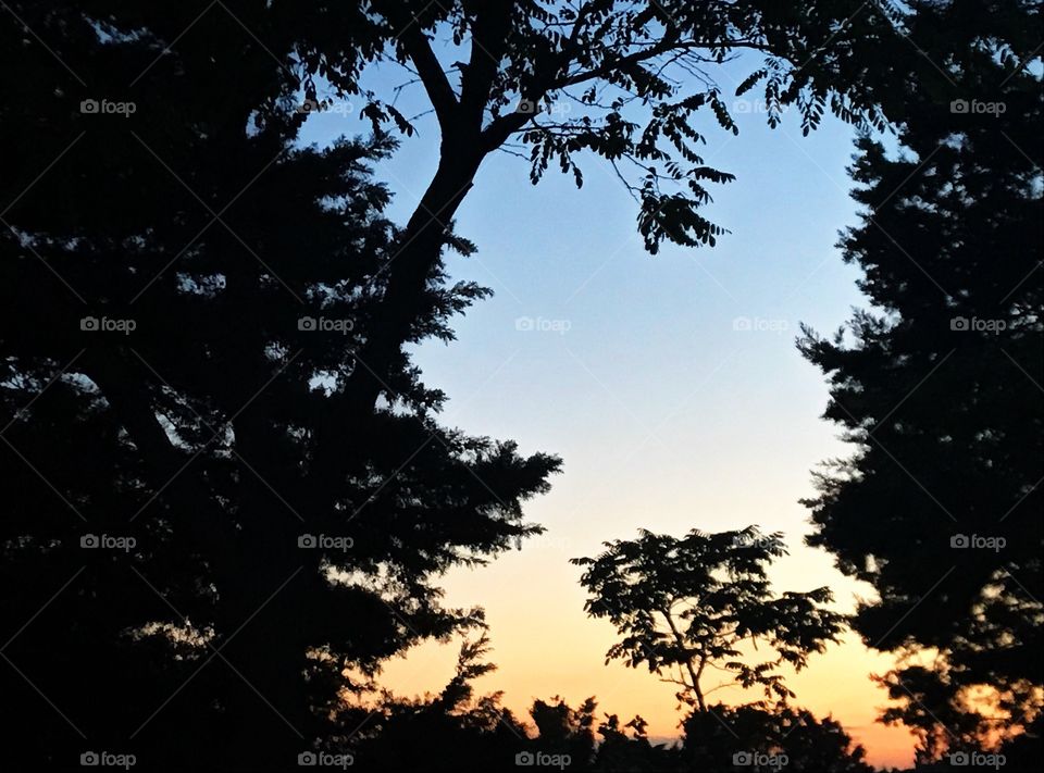 When trees surrounded colors 