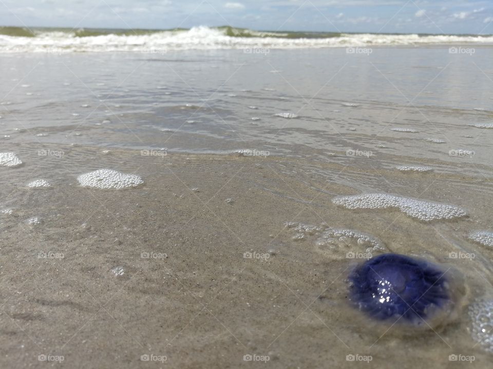 Blue Jellyfish 2