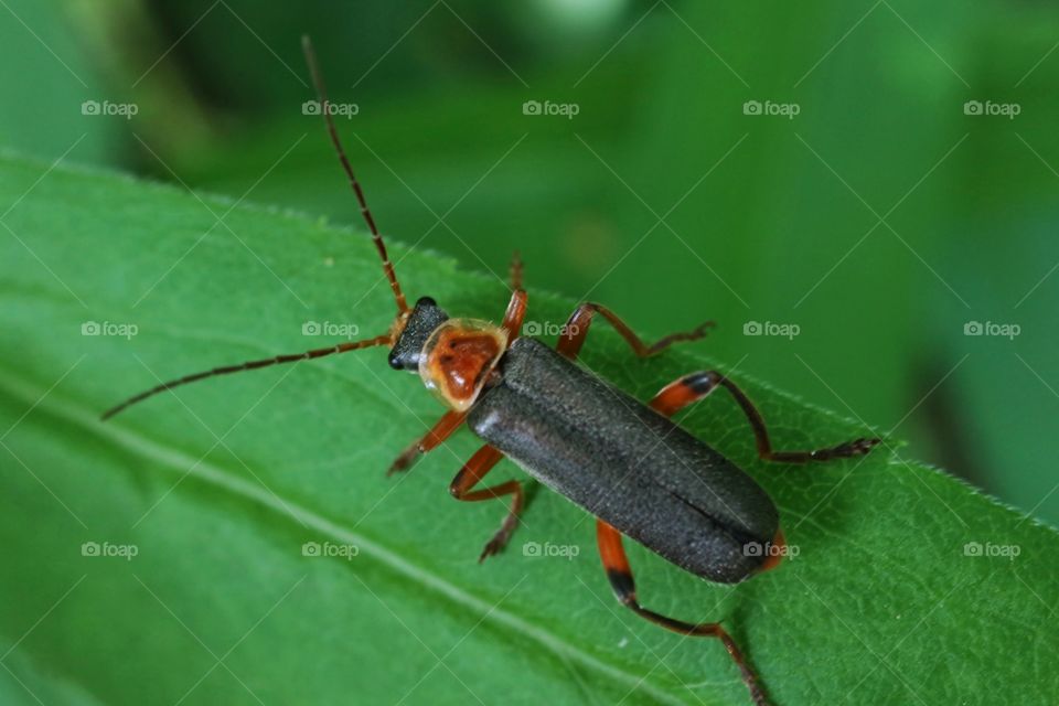 Cantharis rustica