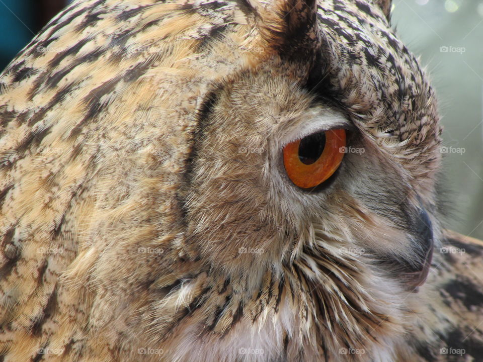 This is my best shot ever. I also love owls.